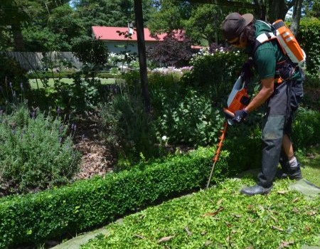 Shrub Trimming vs. Rejuvenation Pruning: What Your Foundation Plants Need Thumbnail