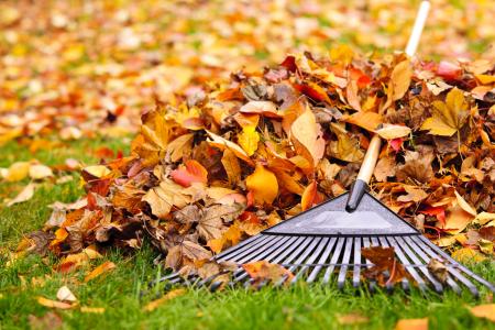 Fallwinter landscaping clean up