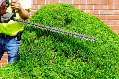 Shrub trimming